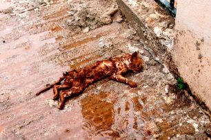 Άγνωστος ο αριθμός των νεκρών ζώων των μη ανθρώπινων θυμάτων από τις πλημμύρες στη Δυτική Αττική