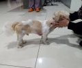 Γιαννιτσά: Καταδικάστηκε με αναστολή ο άνδρας που πλάκωσε στο ξύλο τον σκύλο της συντρόφου του
