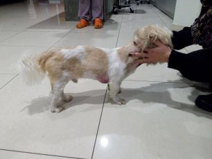 Γιαννιτσά: Καταδικάστηκε με αναστολή ο άνδρας που πλάκωσε στο ξύλο τον σκύλο της συντρόφου του