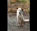 Βρήκε τον σκύλο δεμένο εγκαταλελειμμένο σε χωράφι στο Ίλιον Αττικής
