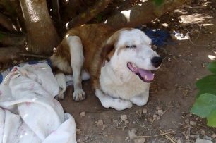 Κορινθία: Σκύλος που βρέθηκε παράλυτος χτυπημένος από Ι.Χ. στα Ίσθμια ήταν και πυροβολημένος (βίντεο)