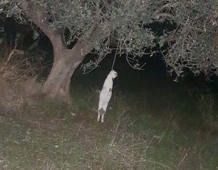 Κορινθία: Βρήκε γάτα κρεμασμένη σε δέντρο στην Καλλιθέα