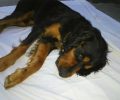 Εύβοια: Συνελήφθη άνδρας που πάτησε σκόπιμα με το αυτοκίνητο & σκότωσε αδέσποτο σκύλο στο χωριό Κατακαλός