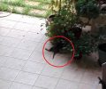 Νεκρές από φόλες 4 γάτες στην οδό Πλάτωνος στο Κερατσίνι Αττικής