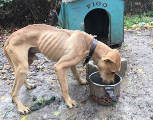 Κέρκυρα: Κατήγγειλε τον άνδρα που άφησε τον σκύλο του αλυσοδεμένο χωρίς τροφή στους Περουλάδες