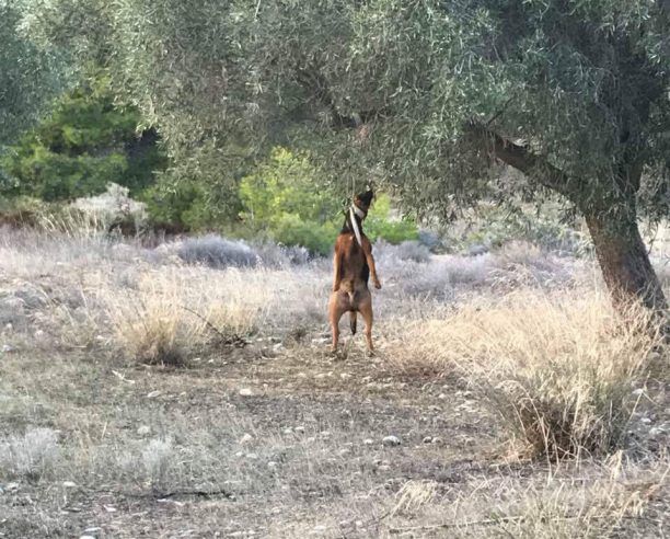 Κορωπί Αττικής: Βρήκαν τον σκύλο νεκρό, κρεμασμένο σε ελιά