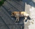 Μαζική δολοφονία δεκάδων αδέσποτων σκυλιών με φόλες σε Λούρο, Μύτικα και Νέο Ωρωπό Πρέβεζας