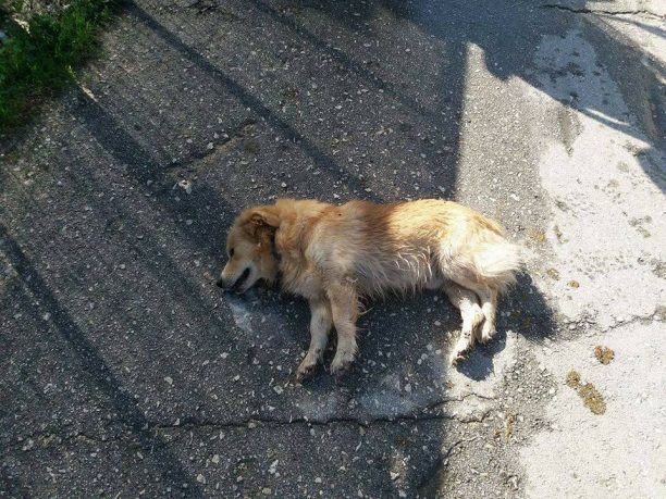 Μαζική δολοφονία δεκάδων αδέσποτων σκυλιών με φόλες σε Λούρο, Μύτικα και Νέο Ωρωπό Πρέβεζας