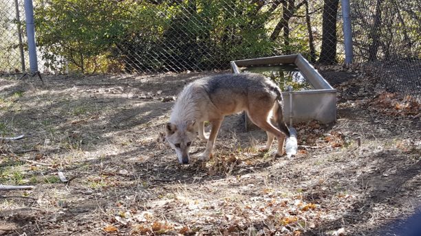 Δύο λύκοι που ζούσαν αιχμάλωτοι στη Σερβία μεταφέρθηκαν στην Αγραπιδιά Φλώρινας και φροντίζονται από τον ΑΡΚΤΟΥΡΟ