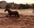 Δωρεάν περίθαλψη τραυματισμένων ζώων λόγω πλημμυρών από τους κτηνιάτρους της Ε.Δ.Κ.Ε. (βίντεο)