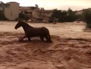 Δωρεάν περίθαλψη τραυματισμένων ζώων λόγω πλημμυρών από τους κτηνιάτρους της Ε.Δ.Κ.Ε. (βίντεο)