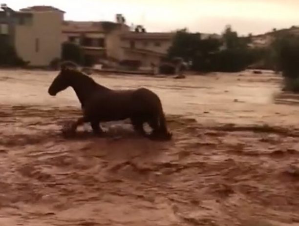Δωρεάν περίθαλψη τραυματισμένων ζώων λόγω πλημμυρών από τους κτηνιάτρους της Ε.Δ.Κ.Ε. (βίντεο)