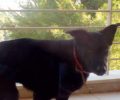 Βρέθηκε - Χάθηκε μαύρος σκύλος στην Παλαιά Πεντέλη Αττικής