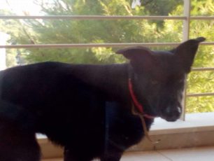 Βρέθηκε - Χάθηκε μαύρος σκύλος στην Παλαιά Πεντέλη Αττικής