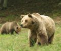 Έρευνα του Τμ. Περιβάλλοντος Παν. Αιγαίου για τις αντιλήψεις μας σχετικά με τους λύκους & τις αρκούδες