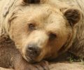 Πέθανε ο Μήτσος, η γηραιότερη αρκούδα - χορεύτρια στο καταφύγιο του ΑΡΚΤΟΥΡΟΥ στη Φλώρινα