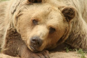 Πέθανε ο Μήτσος, η γηραιότερη αρκούδα - χορεύτρια στο καταφύγιο του ΑΡΚΤΟΥΡΟΥ στη Φλώρινα