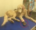 Ναύπακτος: Ακρωτηριάστηκε το πόδι του σκύλου που κάποιος τον βασάνισε με συρμάτινη θηλιά