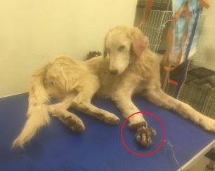 Ναύπακτος: Ακρωτηριάστηκε το πόδι του σκύλου που κάποιος τον βασάνισε με συρμάτινη θηλιά