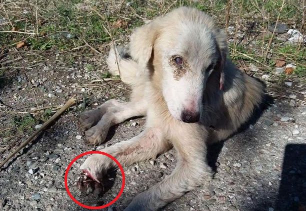 Ναύπακτος: Έκκληση για τον εντοπισμό τυφλού σκύλου που περιφέρεται με συρμάτινη θηλιά στο πόδι