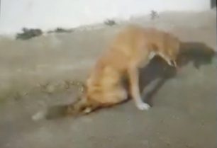 Μεταφέρθηκε σε κτηνίατρο ο παράλυτος σκύλος που περιφερόταν στη Νέα Τρίγλια Χαλκιδικής (βίντεο)