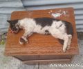 Αθήνα: Ηλικιωμένος άνδρας σκοτώνει γάτα με μαγκούρα στο Μεταξουργείο (βίντεο)
