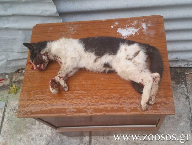 Αθήνα: Ηλικιωμένος άνδρας σκοτώνει γάτα με μαγκούρα στο Μεταξουργείο (βίντεο)