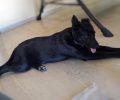 Μαύρος σκύλος χάθηκε στη Νέα Πέραμο Αττικής