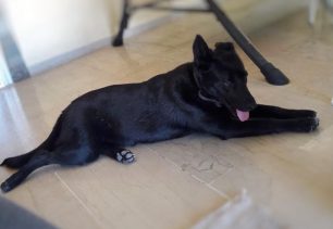 Μαύρος σκύλος χάθηκε στη Νέα Πέραμο Αττικής