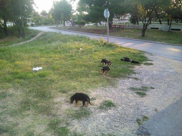 Νεκρά από φόλες 20 αδέσποτα κουτάβια στο Ωραιόκαστρο Θεσσαλονίκης
