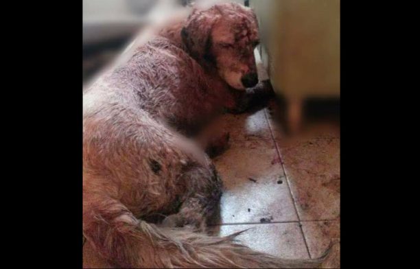 Δίνουν αμοιβή σε όποιον καταγγείλει αυτόν που κοπάνησε σκύλο με τσεκούρι στην Πλύτρα Λακωνίας