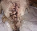 Θα υιοθετήσουν τον σκύλο που κάποιος βασάνισε χτυπώντας με τσεκούρι στο κεφάλι στην Πλύτρα Λακωνίας