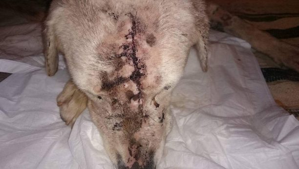 Θα υιοθετήσουν τον σκύλο που κάποιος βασάνισε χτυπώντας με τσεκούρι στο κεφάλι στην Πλύτρα Λακωνίας