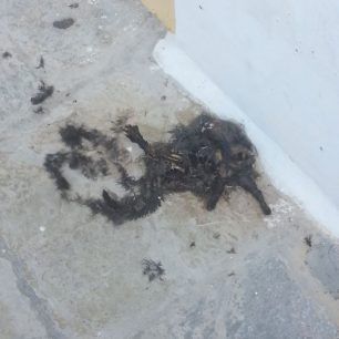 SimiGataPtoma 1
