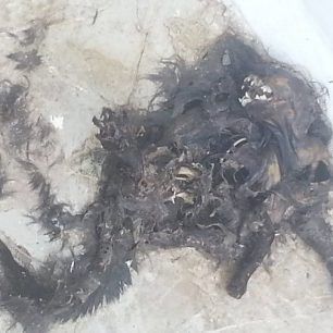SimiGataPtoma 2