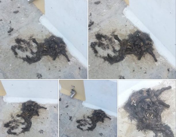 Σε προχωρημένη σήψη πτώμα γάτας έξω από το Πολιτιστικό Κέντρο του Δήμου Σύμης