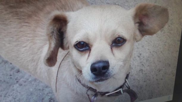 Αναζητούν τον σκύλο τους που χάθηκε στη Μάνδρα Αττικής