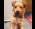 Βρέθηκε σκύλος στην Πάρνηθα