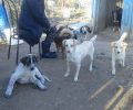 Χειμάδι Λάρισας: 60 ηλικιωμένα και άρρωστα σκυλιά χρειάζονται άμεσα τη βοήθεια μας