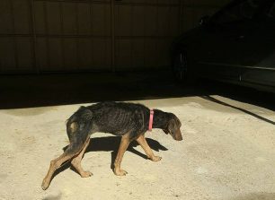 Εξαντλημένο και σε κακή κατάσταση θηλυκό σκυλί που βρέθηκε στα Ναυπηγεία Ελευσίνας