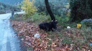 Πέθανε αβοήθητος ο ταύρος που χτυπήθηκε από όχημα στη Ναυπακτία Αιτωλοακαρνανίας