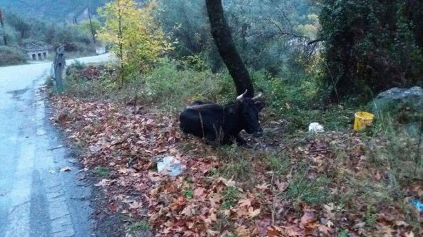 Πέθανε αβοήθητος ο ταύρος που χτυπήθηκε από όχημα στη Ναυπακτία Αιτωλοακαρνανίας