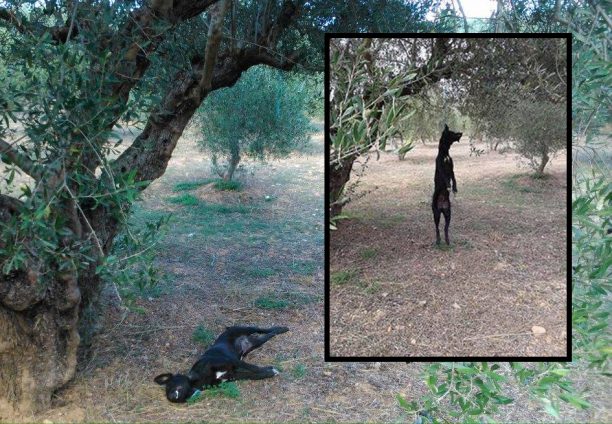 Ηράκλειο Κρήτης: Βρήκε τον σκύλο νεκρό κρεμασμένο σε ελιά στο χωριό Θραψανό