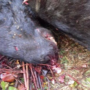 TrikalaAlogoNekroKaravoporo 1