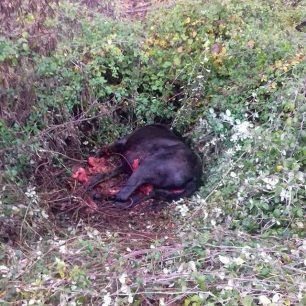 TrikalaAlogoNekroKaravoporo 2