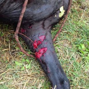 TrikalaAlogoNekroKaravoporo 3