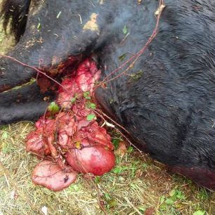 TrikalaAlogoNekroKaravoporo 4