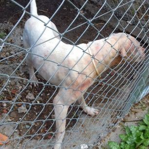 TrikalaAlogoNekroKaravoporo 5