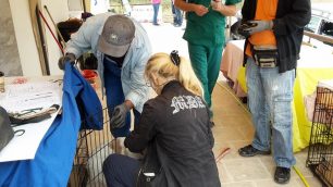 Θεσσαλονίκη: Ολοκληρώθηκαν οι δωρεάν στειρώσεις αδέσποτων από εθελοντές κτηνίατρους στον Δήμο Βόλβης