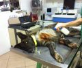 Ξινό Νερό Φλώρινας: Ο σκύλος σερνόταν για μέρες με διαλυμένο πόδι και κανείς δεν νοιάστηκε